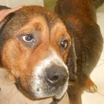update-hund-jagger-kuschelt-150x150 Gute Nachrichten aus dem ungarischen Tierheim Békéscsaba