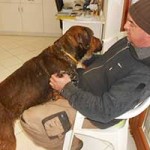 update-hund-jagger-schoss-150x150 Gute Nachrichten aus dem ungarischen Tierheim Békéscsaba