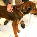 update-hund-jagger-seite-150x150 Gute Nachrichten aus dem ungarischen Tierheim Békéscsaba
