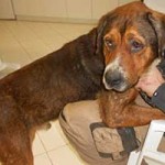 update-hund-jagger-spielt-150x150 Gute Nachrichten aus dem ungarischen Tierheim Békéscsaba