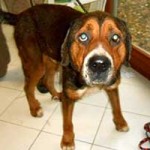 update-hund-jagger-vorne-150x150 Gute Nachrichten aus dem ungarischen Tierheim Békéscsaba