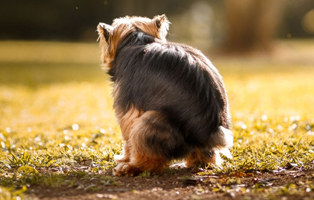 Durchfall-BEITRAG-314x200px Ein Tierheimhund zieht ein