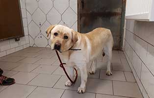 beschlagnahmung-labrador-murmel-diaet Labrador Murmel aus großem Elend befreit