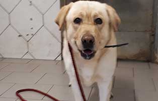 beschlagnahmung-labrador-murmel-portrait Labrador Murmel aus großem Elend befreit