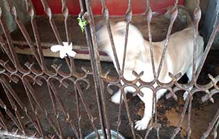 beschlagnahmung-labrador-murmel-verschlag-verdreckt Labrador Murmel aus großem Elend befreit