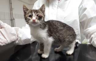 katzebaby-beschlagnahmung-katzenschnupfen-auge 10 Katzenbabys mit akutem Katzenschnupfen brauchen Ihre Hilfe