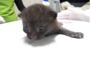 katzebaby-beschlagnahmung-katzenschnupfen-blind 10 Katzenbabys mit akutem Katzenschnupfen brauchen Ihre Hilfe