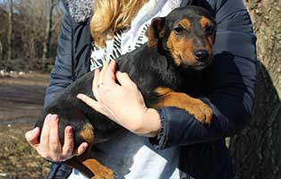 neun-ausgesetzte-hunde-bekescsaba-arm Neun Hunde wurden in Békéscsaba in die Notfallkäfige geworfen