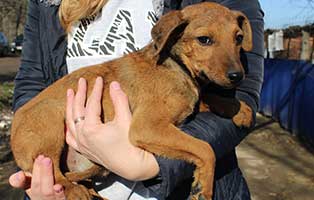 neun-ausgesetzte-hunde-bekescsaba-getragen Neun Hunde wurden in Békéscsaba in die Notfallkäfige geworfen