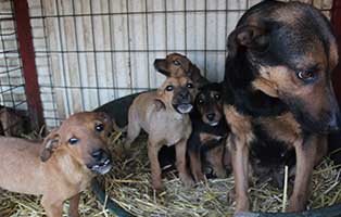 neun-ausgesetzte-hunde-bekescsaba-gitter Neun Hunde wurden in Békéscsaba in die Notfallkäfige geworfen
