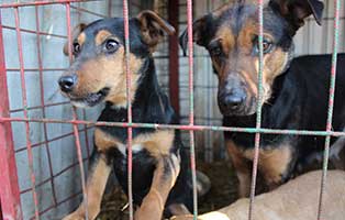 neun-ausgesetzte-hunde-bekescsaba-kaefig Neun Hunde wurden in Békéscsaba in die Notfallkäfige geworfen