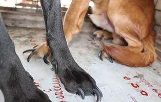 neun-ausgesetzte-hunde-bekescsaba-krallen Neun Hunde wurden in Békéscsaba in die Notfallkäfige geworfen