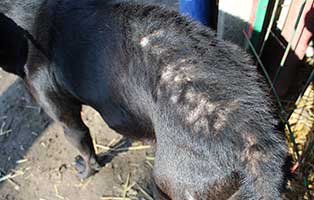 neun-ausgesetzte-hunde-bekescsaba-raeude Neun Hunde wurden in Békéscsaba in die Notfallkäfige geworfen