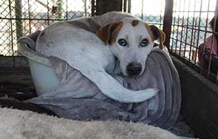 neun-ausgesetzte-hunde-bekescsaba-schuessel Neun Hunde wurden in Békéscsaba in die Notfallkäfige geworfen