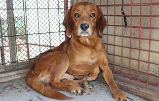 neun-ausgesetzte-hunde-bekescsaba-zwinger Neun Hunde wurden in Békéscsaba in die Notfallkäfige geworfen