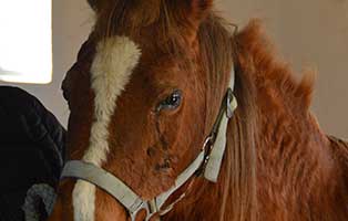 pferd sylvester periodische augenentzündung gesicht