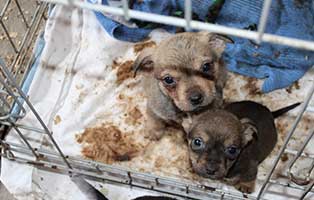 sechzehn-hunde-bekescsaba-babys-kaefig 16 neue Hunde im Tierheim Békéscsaba