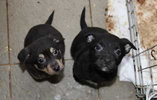 sechzehn-hunde-bekescsaba-babys 16 neue Hunde im Tierheim Békéscsaba