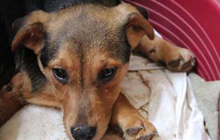 sechzehn-hunde-bekescsaba-braun 16 neue Hunde im Tierheim Békéscsaba