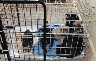 sechzehn-hunde-bekescsaba-kaefig 16 neue Hunde im Tierheim Békéscsaba