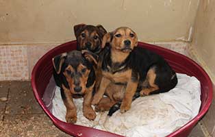 sechzehn-hunde-bekescsaba-korb 16 neue Hunde im Tierheim Békéscsaba