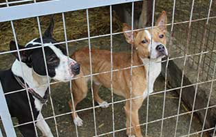 sechzehn-hunde-bekescsaba-staffordshire-terrier-zwei 16 neue Hunde im Tierheim Békéscsaba