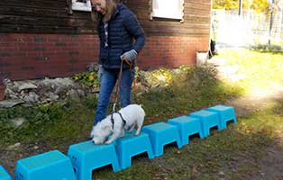 trainingsgeraete-breitenberg-hocker Breitenberg benötigt Trainingsgeräte für die Hunde