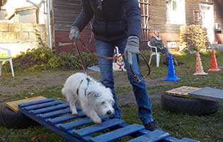 trainingsgeraete-breitenberg-leiter Breitenberg benötigt Trainingsgeräte für die Hunde