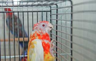 zerrupfter-papagei-beschlagnahmung 41 Ziervögel, zwei Meerschweinchen und drei Hunde wurden beschlagnahmt
