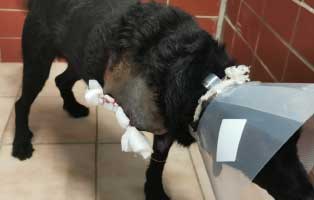 hund-trojka-becescsaba-bein-amputation-trichter Hund Trojka aus Becescsaba sucht Aufnahmepaten und benötigt OP