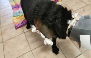 hund-trojka-becescsaba-bein-amputation-verband Hund Trojka aus Becescsaba sucht Aufnahmepaten und benötigt OP
