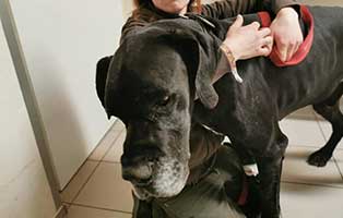 dogge-goofy-milztorsion-notoperation-schmerzen Dogge Goofy musste in die Tierklinik