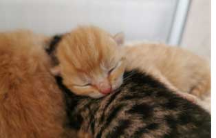 katzenbaby-maennlich-sk172-20-start-ins-leben-patenschaft Katzenbabys haben Hunger
