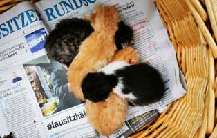 katzenbabys-gruppe-start-ins-leben-patenschaft Katzenbabys haben Hunger