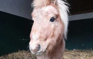 ponny-mogli-zahnbehandlung-gesicht Mogli - Shetlandpony (TP002/19)