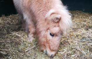 ponny-mogli-zahnbehandlung-portrait Pony Mogli brauchte dringend eine Zahnoperation