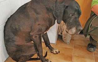 beschlagnahmung-wollaberg-aengstlich-dogge Rund 150 Tiere aus katastrophalen Verhältnissen gerettet