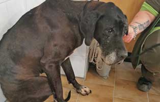 beschlagnahmung-wollaberg-dogge-verängstigt Tierschutzligagruppe - denn Tierschutz geht uns alle an