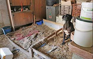 beschlagnahmung-wollaberg-hundeverschlag Rund 150 Tiere aus katastrophalen Verhältnissen gerettet