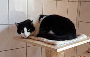 katze-jule-muenchen-zaehne Katze Jule aus München erholt sich von Zahn Op