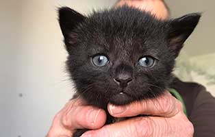 katzenbaby BK 055 20 männlich start ins leben patenschaft