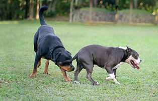 Analdruesen-Hund-BEITRAG-314x200px Ein Tierheimhund zieht ein