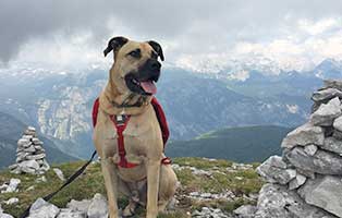 adam-laeuft-spendenaktion-adam 44 Hundewelpen in Wollaberg - Welpenschmuggel auf der Autobahn - Ausnahmezustand