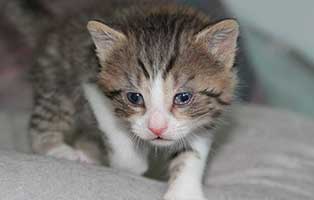 katzenbaby-BK-080-20-männlich-start-ins-leben Vier weitere Kitten aus dem Tierheim Bückeburg suchen Start-ins-Leben Paten