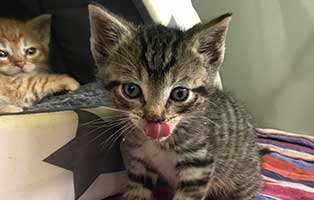 katzenbaby BK 087 20 männlich start ins leben