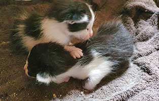 katzenbabys entsorgt plastiktüte fluss beide