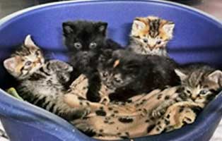 katzenbabys-garage-ausgegetzt-korb Fünf Kitten in Tüte vor Garage ausgesetzt