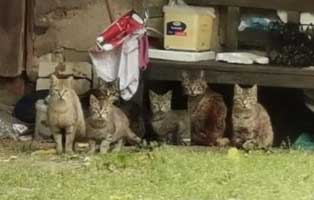 katzenfangaktion-kastration-katzen-viele Tierschutzliga-Dorf - Dringend Hilfe benötigt