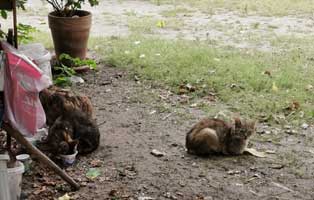 katzenfangaktion-kastration-katzen Tierschutzliga-Dorf - Dringend Hilfe benötigt