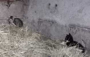 katzenfangaktion-kastration-katzenbaby-zwei Tierschutzliga-Dorf - Dringend Hilfe benötigt